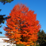 盛岡の紅葉２０２１