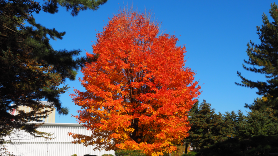 盛岡の紅葉2021
