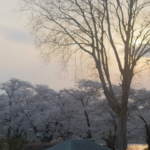 北上展勝地の桜歩き