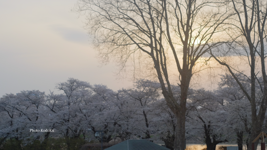 北上展勝地の桜歩き